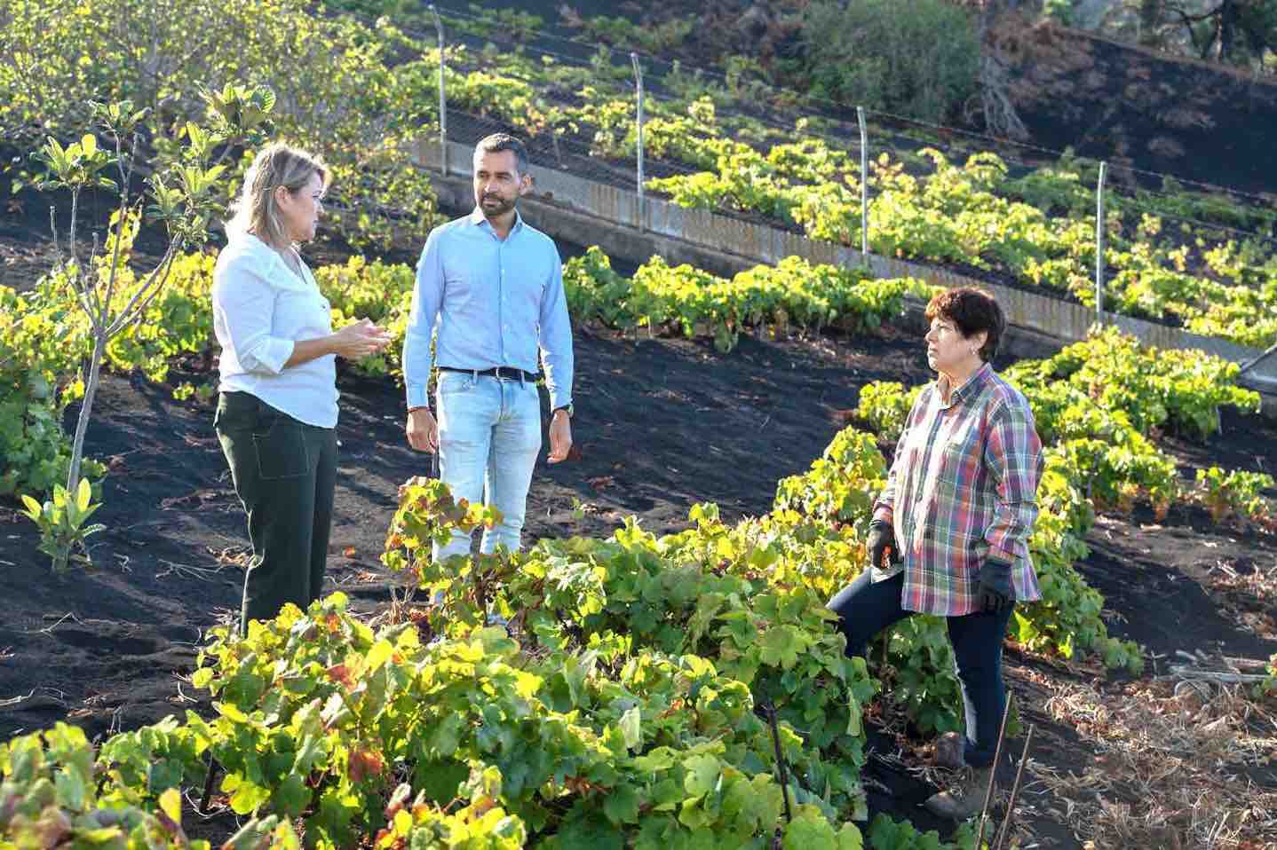 Vanoostende anuncia mejoras en las redes de riego y carreteras de acceso a viñedos en el sur de La Palma 