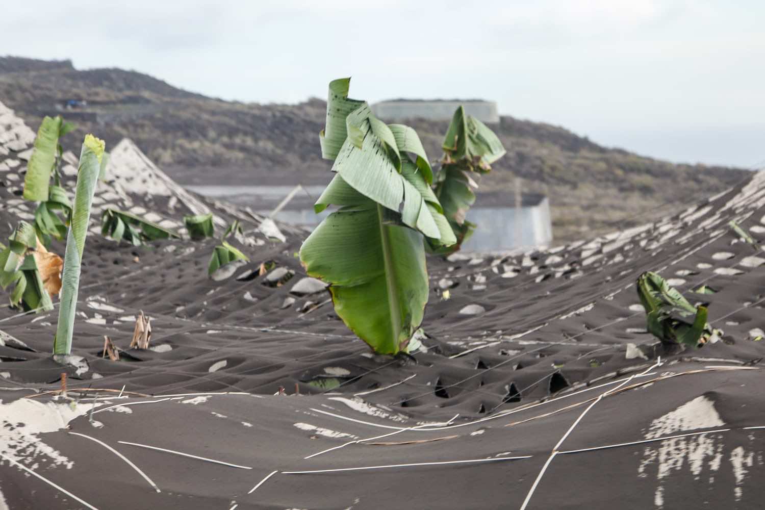 Urge el ordenamiento de la zona de lava para la recuperación agrícola de La Palma