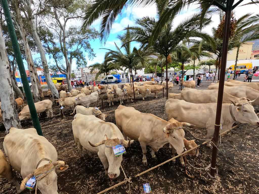 El Ayuntamiento de Los Llanos de Aridane destina por primera vez en su historia una subvención de 20.000 euros para los ganaderos del municipio