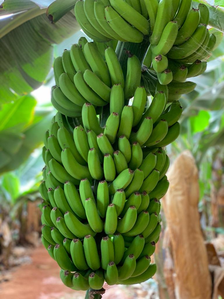 La plataforma Amigos del Plátano reclama soluciones urgentes y duraderas ante la honda crisis de precios y destrucción de fruta que afecta al cultivo