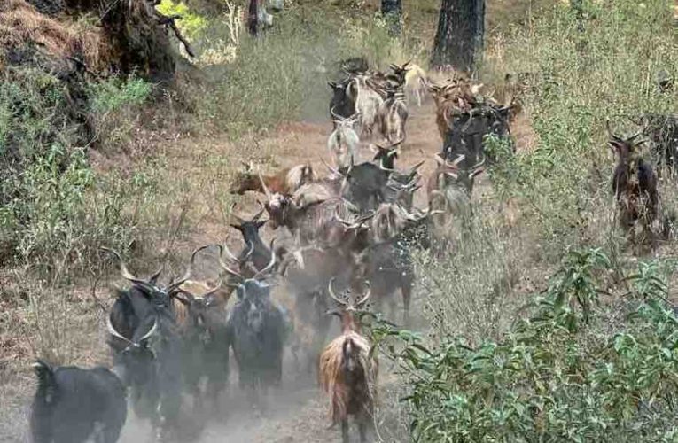 El Cabildo apuesta por la conservación del pastoreo con cabra palmera