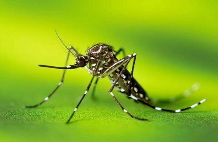 Sanidad considera superado el episodio y erradicado el Aedes aegypti en La Palma