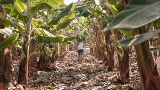 Europlátano refuerza el apoyo a sus agricultores adelantando este mes sin coste más de 4 millones de € correspondientes a la subvención de diciembre