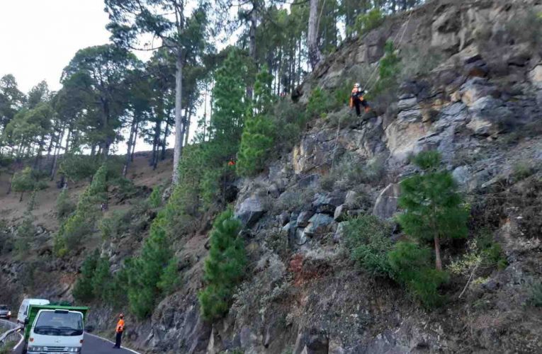 El Cabildo de La Palma inicia nuevas actuaciones de restauración y mejora silvícola de masas forestales afectadas por el volcán 