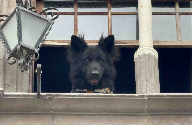 La Policía Local de Santa Cruz de La Palma incorpora a un nuevo agente canino a la plantilla 