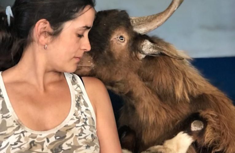 “Que se resuelva ya”: la Asociación de Criadores de Cabras de Raza Palmera exige una salida inmediata tras el parón judicial de las ayudas de recría