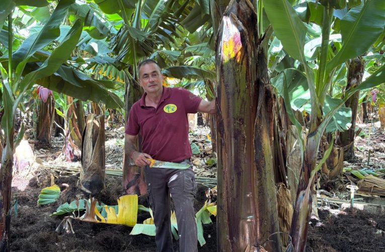 Atratican rechaza el “incomprensible” ataque de otras organizaciones agrarias a los afectados del volcán